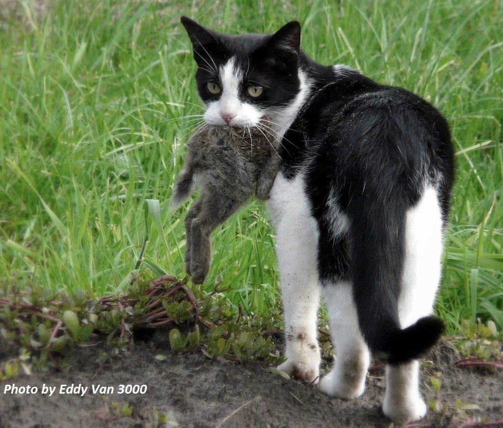A black and white cat with a young rabbit in its mouth.