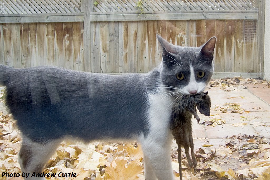 A gray and white cat holds a young dead squirrel in its mouth.