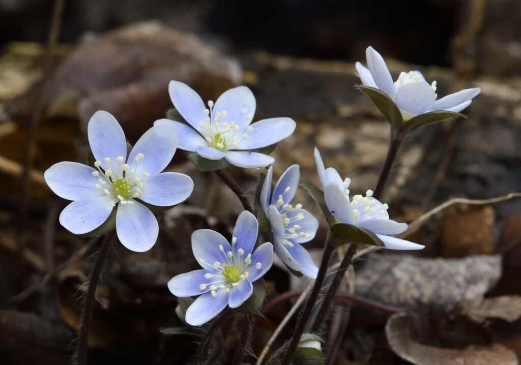 Road Trippin' with Truda: Cedar Bog Nature Preserve - Ohio History ...