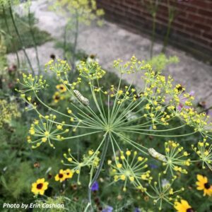 Tiny black-and-white striped caterpillars on yellow dill flowers