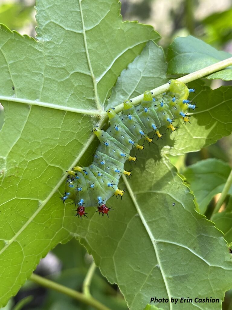 A large green caterpillar with red, yellow, and blue spikes on a Sweetgum leaf