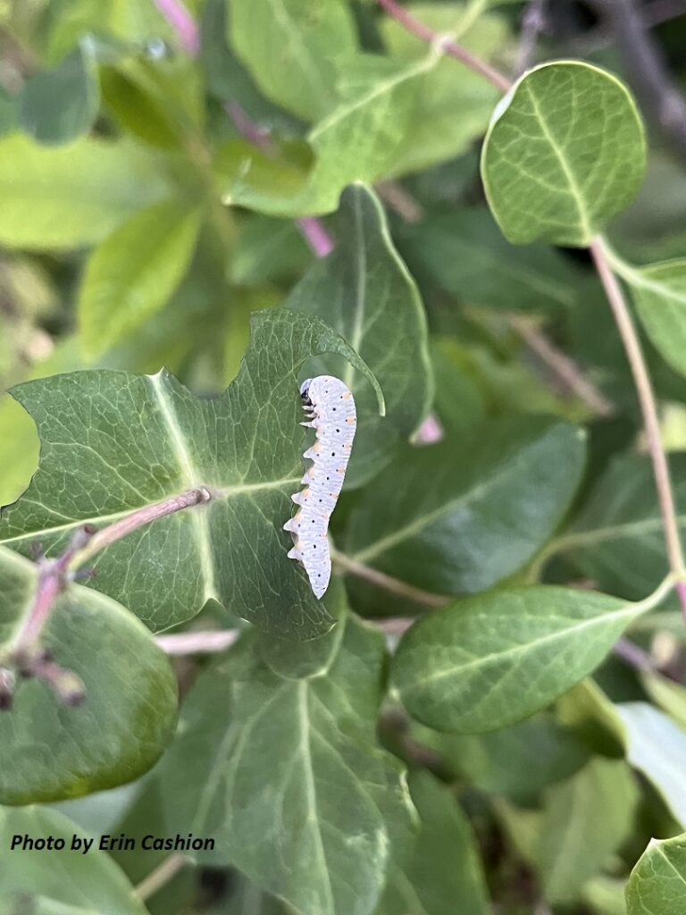 A gray caterpillar-like larva with black and yellow spots eating a honeysuckle leaf