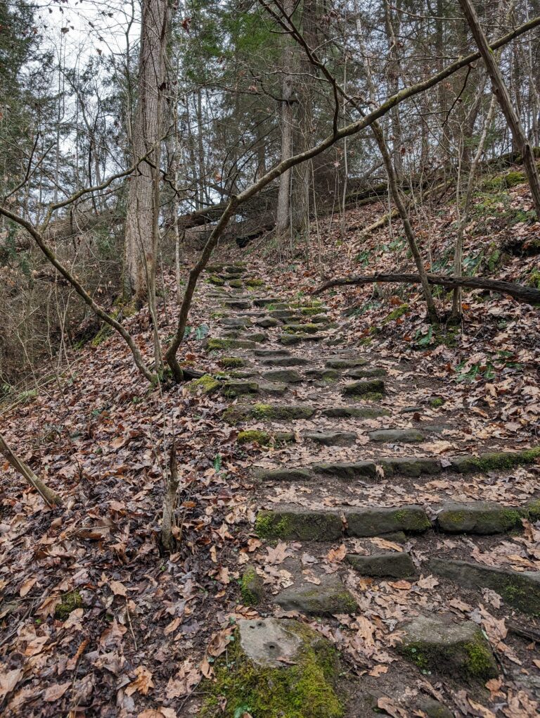 Small rocky stairs in a wooded area going up a slope.