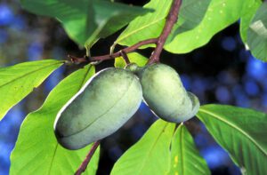 Two pawpaw fruits are on a pawpaw tree limb.