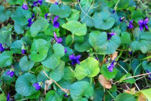 A close-up shot of a patch of Flowering Violets, which are a small purple flower with abundant greenery.