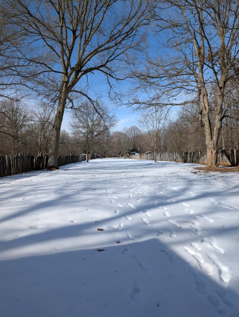 Snow covered ground with trees in the background